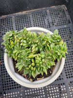 *GLGhybrid(2-119)  Echeveria Agavoides hybrid crested 东云杂缀化