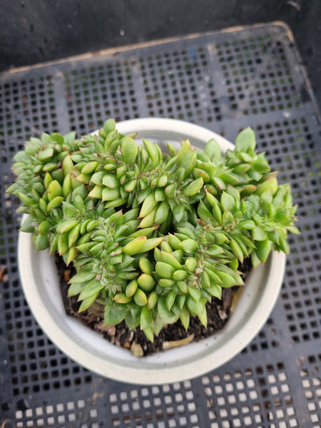 *GLGhybrid(2-119)  Echeveria Agavoides hybrid crested 东云杂缀化