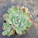 11cm pot Echeveria 'Alba Beauty' 阿尔巴佳人11cm盆