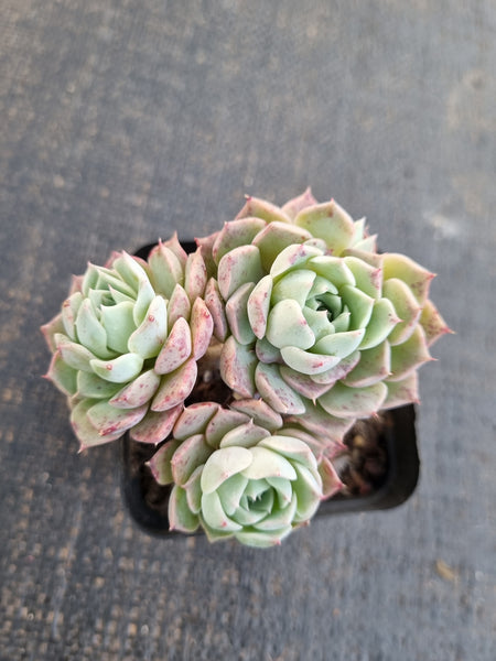*GLGhybrid(1-1311) Echeveria Halbingeri hybrid 海滨格瑞杂