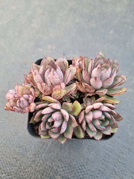 *GLGhybrid(1-891) Echeveria Ballsii Hybrid 灰姑娘杂