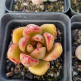 *GLGhybrid(1-1685) Special hybrid pack of 4