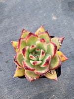 *GLGhybrid(1-992) Echeveria agavoides Ebony hybrid 乌木杂
