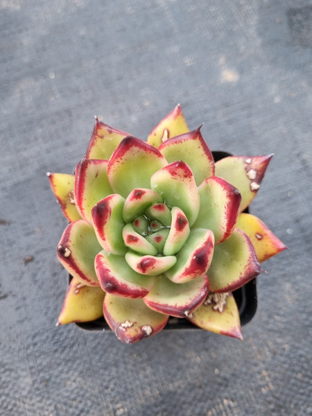 *GLGhybrid(1-992) Echeveria agavoides Ebony hybrid 乌木杂