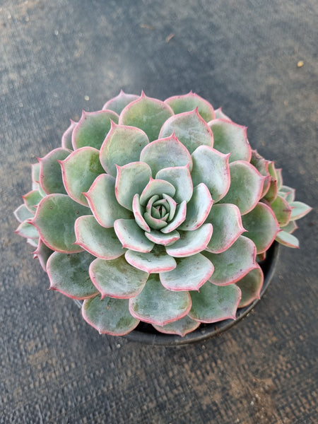 *GLGhybrid(2-315) Echeveria Laulensis hybrid 劳伦斯杂