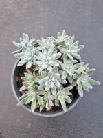 11cm pot Dudleya gnoma 'White Sprite' 白菊