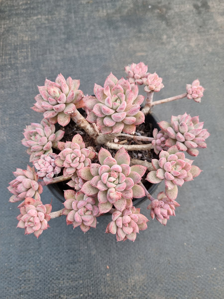 *GLGhybrid(2-304) Echeveria Subalpina hybrid 萨宾娜杂