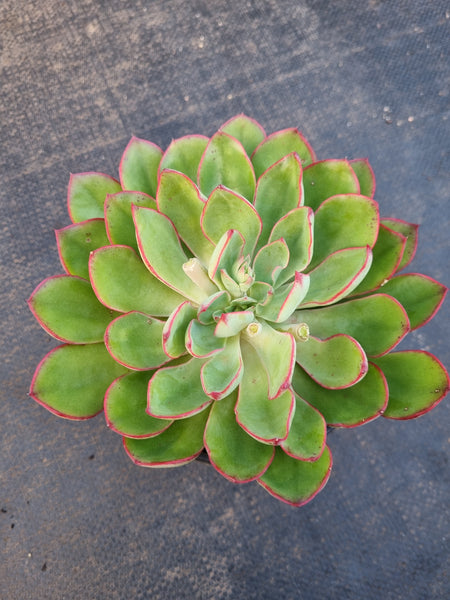 *GLGhybrid(2-363) Echeveria Pulidonis Veracruz hybrid 红边灵影杂