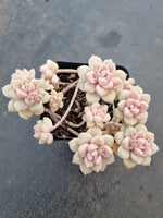 *GLGhybrid(1-1045) Graptopetalum Mendozae hybrid 丸姬杂