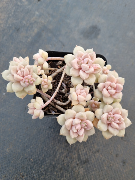 *GLGhybrid(1-1045) Graptopetalum Mendozae hybrid 丸姬杂