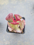Adromischus Triflorus (Red) 爱心水泡