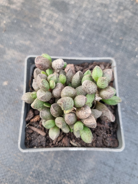 Adromischus Marianiae Alveolatus - Pink Spotted Form 咖啡豆