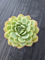 Echeveria ‘Suryeon’ 莎莎女王