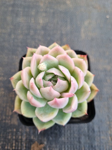 *GLGhybrid(1-1263) Echeveria Yanji hybrid  艳姬杂
