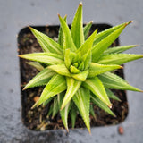 Haworthia variegated No ID