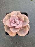 Graptoveria 'Mrs Richards/Gypsy 彩虹糖