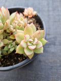 *GLGhybrid(2-36) Echeveria Derenbergii hybris 静夜杂