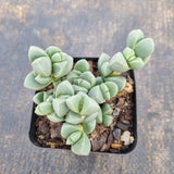 Corpuscularia lehmannii 鹿角海棠