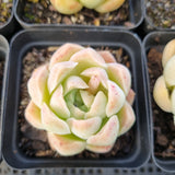 *GLGhybrid(1-1683) Special hybrid pack of 4