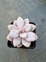 Graptopetalum amethystinum aka. Lavender Pebbles 桃蛋