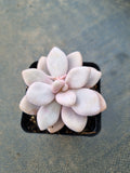 Graptopetalum amethystinum aka. Lavender Pebbles 桃蛋