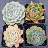 *GLGhybrid(1-508) Special hybrid pack of 4