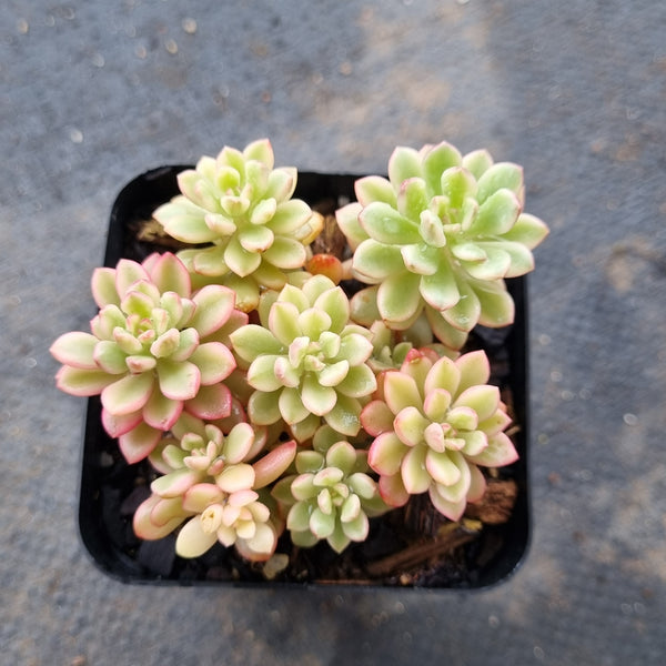 Sedum Joyce Tulloch variegated 塔洛克锦
