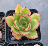 *GLGhybrid(1-325) Special hybrid pack of 4