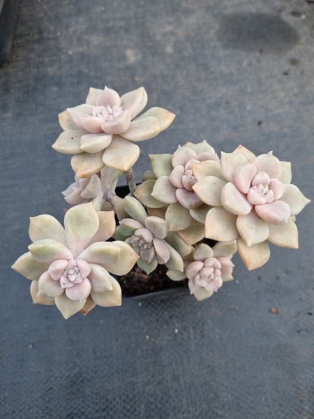 *GLGhybrid(1-970) Graptopetalum Mendozae X Superbum 丸姬杂华丽风车