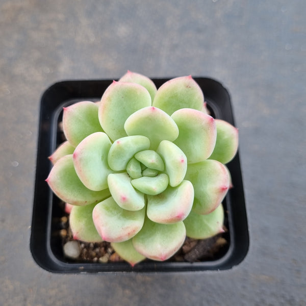 *GLGhybrid(1-1613) Pachyveria Elaine hybrid 香水杂