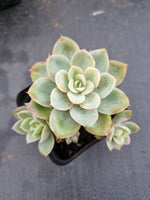 Echeveria 'Silk Veil'  丝绸面纱