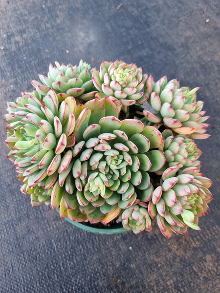 *GLGhybrid(2-318) Echeveria SierraXSedeveria Blue Elf 爱斯诺杂蓝精灵