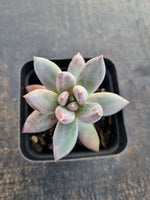 *GLGhybrid(1-664) Pachyphytum compactum hybrid 千代田之松杂