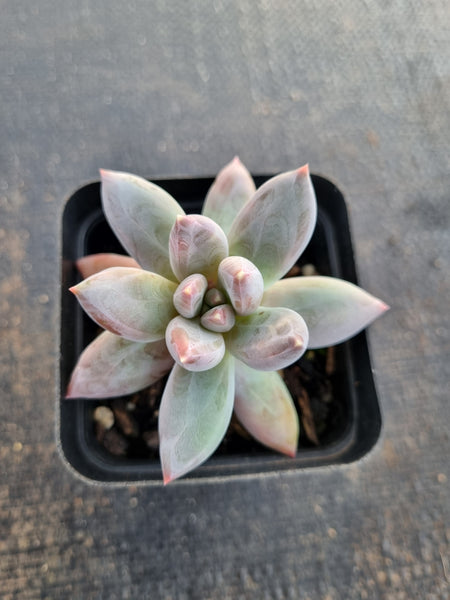 *GLGhybrid(1-664) Pachyphytum compactum hybrid 千代田之松杂