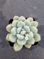 *GLGhybrid(1-1197) Pachyphytum hybrid 厚叶草属杂