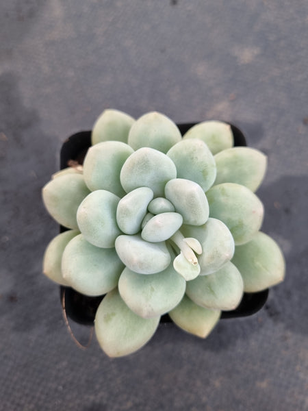 *GLGhybrid(1-1197) Pachyphytum hybrid 厚叶草属杂