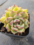*GLGhybrid(1-915) Echeveria 'Bloody Maria' hybrid 血色玛丽亚杂