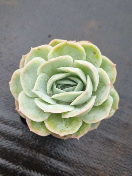*GLGhybrid(1-1477) Echeveria Mexican Snowball hybrid 墨西哥雪球杂