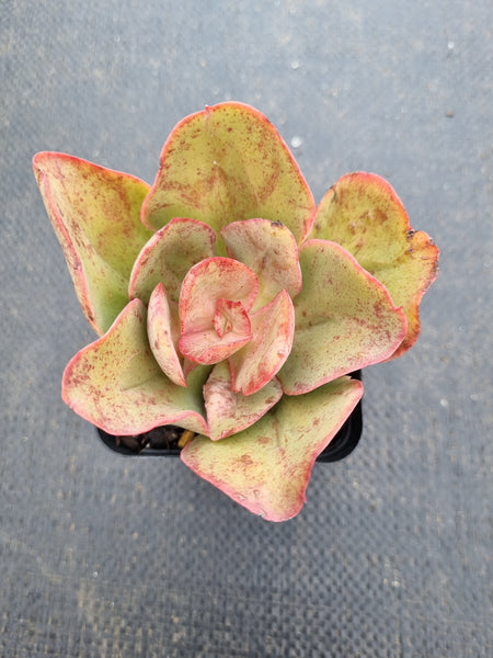 Echeveria Kissing