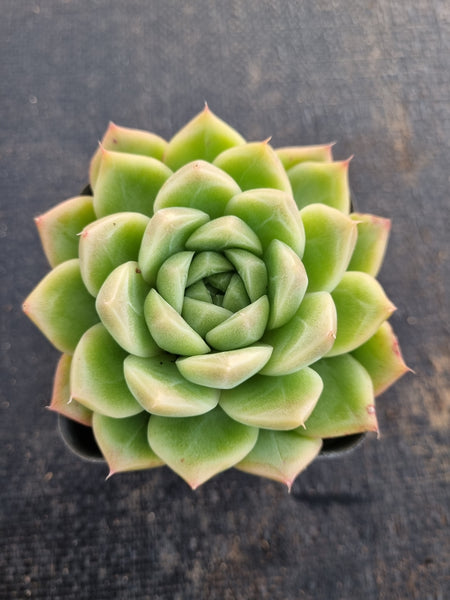 *GLGhybrid(1-674) Echeveria Champaign hybrid 香槟杂