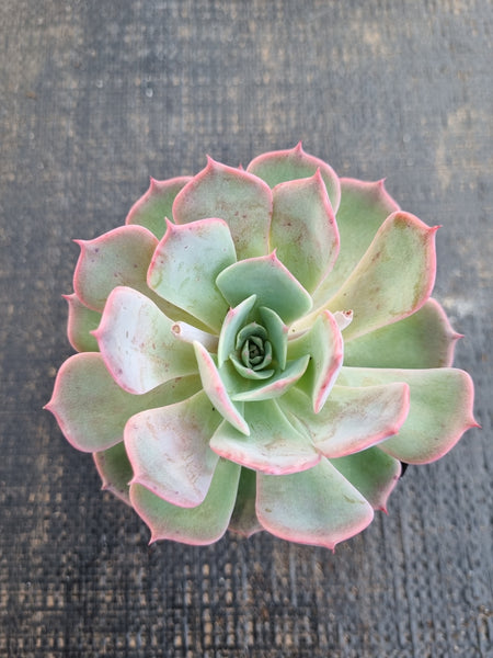 *GLGhybrid(1-1289) Echeveria Laulensis hybrid 劳伦斯杂