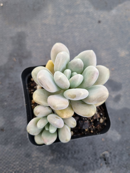 *GLGhybrid(1-1198) Pachyphytum hybrid 厚叶草属杂