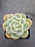 Echeveria Ice Green 冰玉
