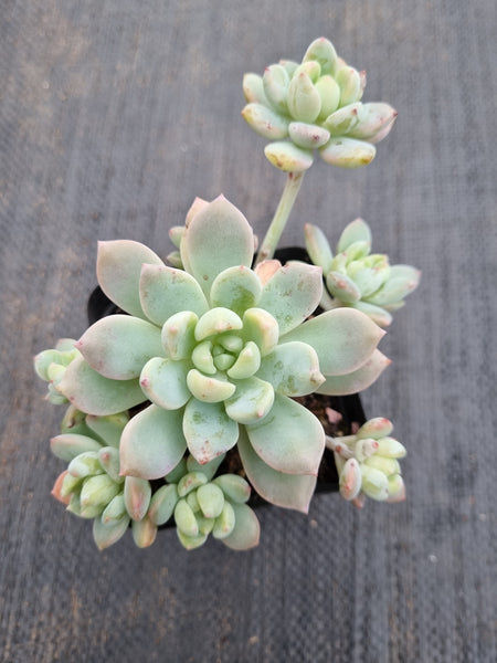 *GLGhybrid(1-412) Echeveria prolifica hybrid 粉蔓杂