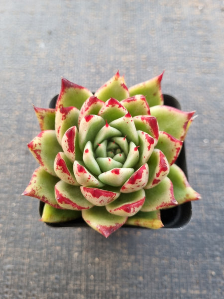 *GLGhybrid(1-857) Echeveria agavoides Ebony hybrid 乌木杂