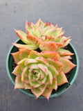 *GLGhybrid(2-19) Echeveria Agavoides hybrid 东云杂