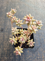 Sedeveria Pink Granite 粉色大理石