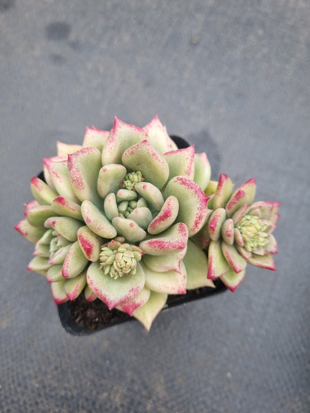 *GLGhybrid(1-1367) Echeveria Arze hybrid 璀璨杂