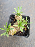 Euphorbia Japonica 'Pineapple Head'