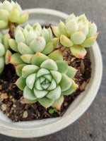 *GLGhybrid (2-246) Echeveria Elegans 'Alba' hybrid 白月影杂